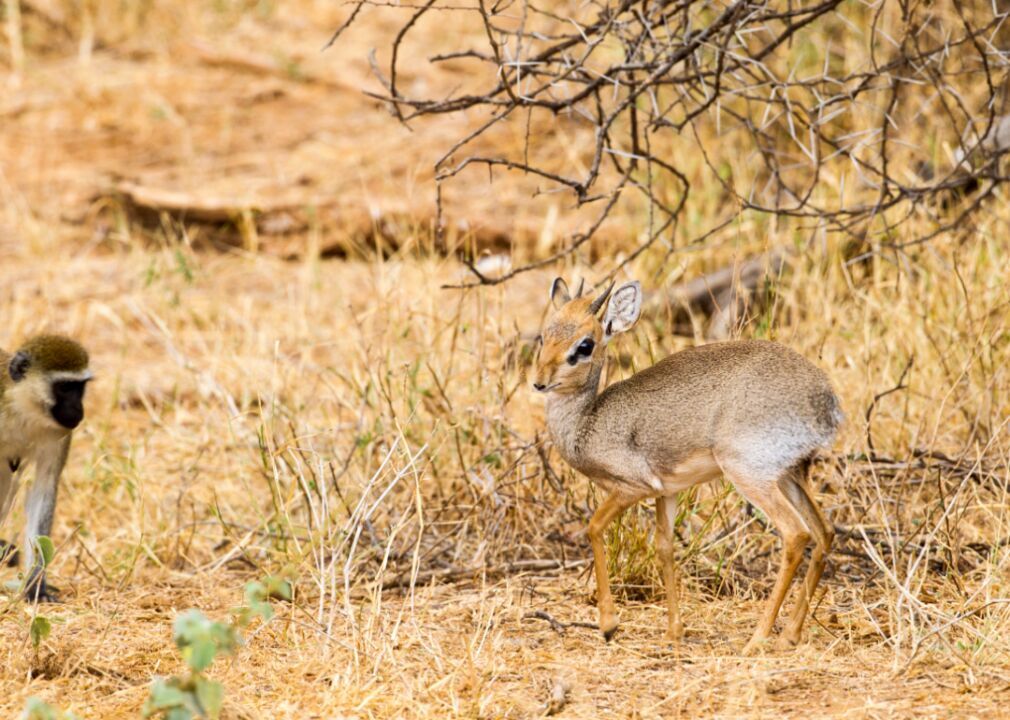 Antelope and monkey